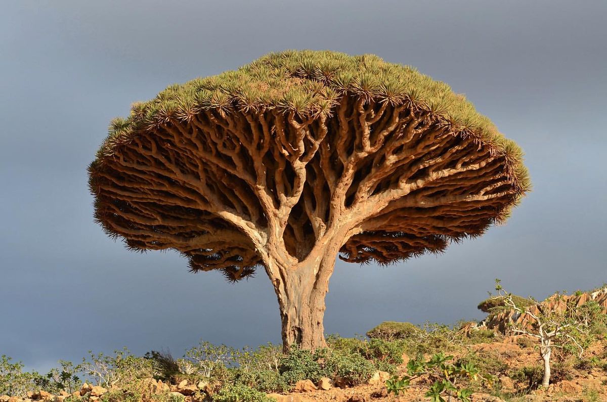 Strom Dracaena, prirodzený zdroj dračej krvi